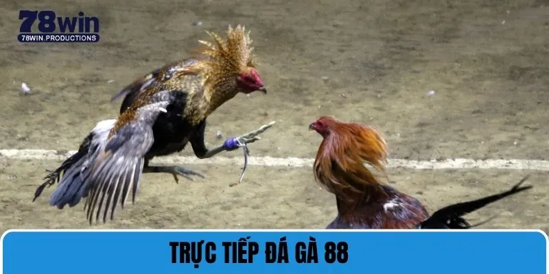 trực tiếp đá gà 88